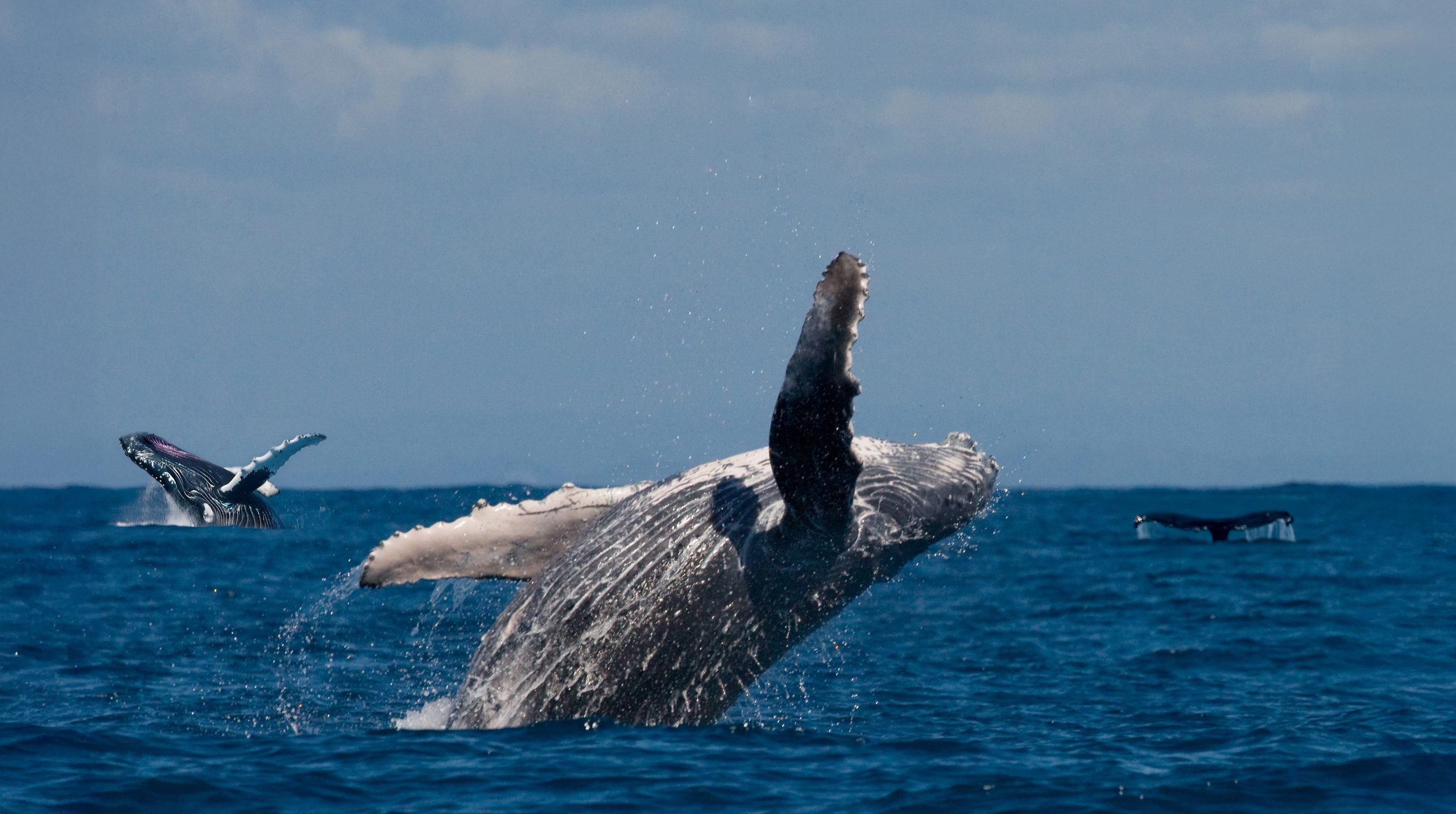 la-ballena-jorobada-esta-saltando-fuera-del-agua