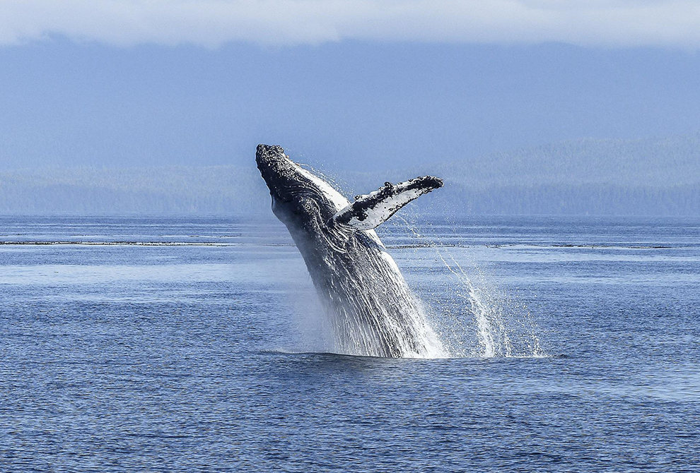 ballena jorobada saltando fuera del agua