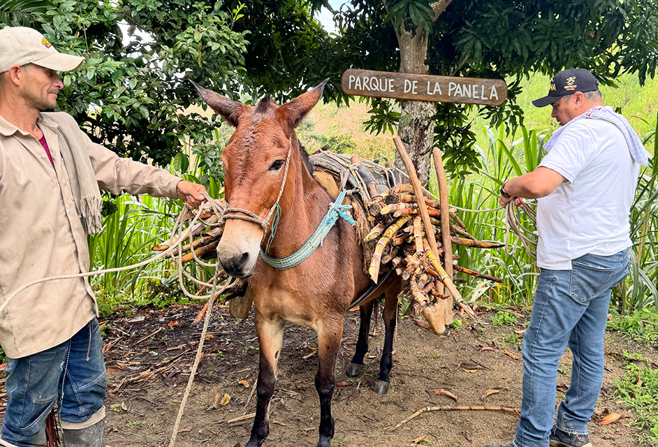 parque_de_la_panela_03